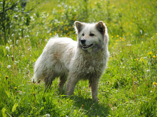 the dog in the woods