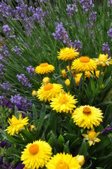 Fototapeta premium Yellow strawflower in the garden