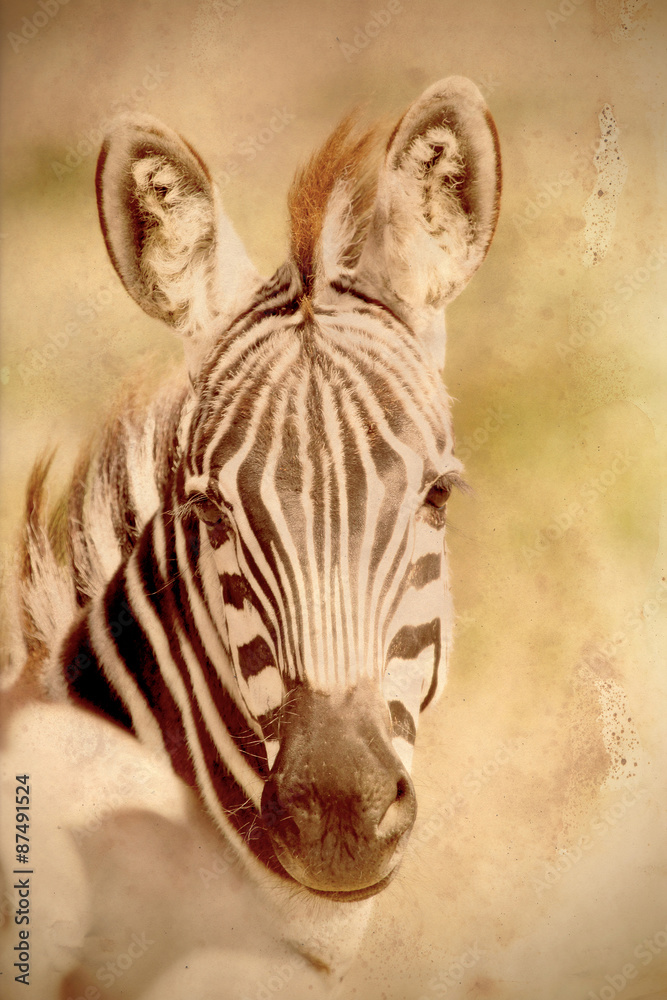 Poster Portrait of a common zebra in vintage sepia tone