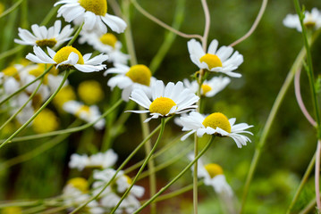 chamomile flowers