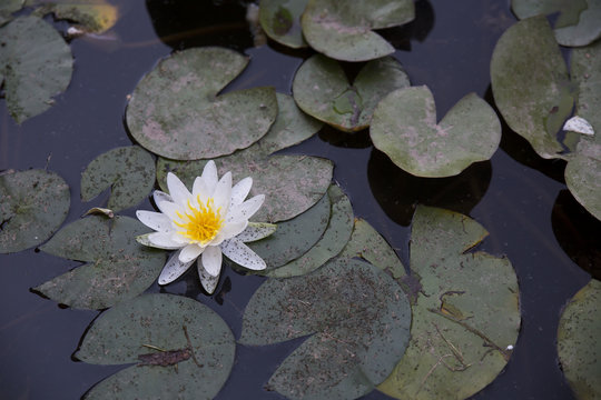 Nil&uuml;fer &Ccedil;i&ccedil;eği
