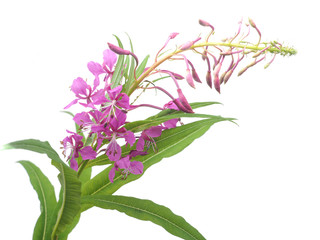 Fototapeta na wymiar flowers of Willow-herb (Ivan-tea) on a white background