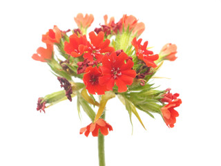 Turkish carnation on a white background