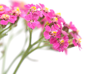 Yarrow on a white background