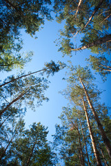 Sunny Summer birch forest.