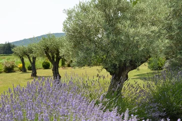 Foto auf Acrylglas Olivenbaum Lavendelblüte mit schönen Olivenbäumen