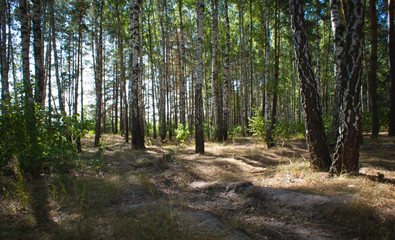 Sunny Summer birch forest.
