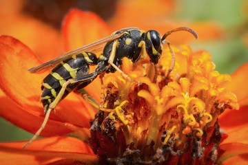 Yellow Jacket (Wasp) / Wasp is collecting pollen and nectar from flowers.