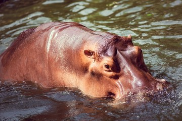 Fototapeta premium Hippopotamus, animals, mammals and herbivorous.