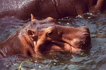 Fototapeta na wymiar Hippopotamus, animals, mammals and herbivorous.