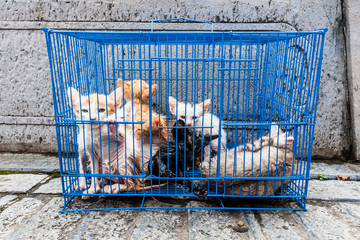 Katzen im Vogelkäfig