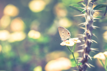 Brown butterfly on flower blurred bokeh background. Vintage