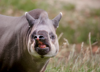 South American tapir - obrazy, fototapety, plakaty