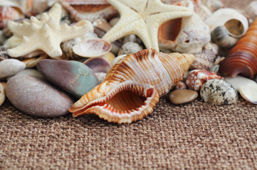 sea shells
