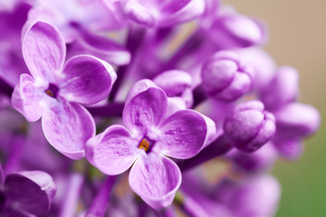 Fototapeta na wymiar Beautiful spring delicacy lilac flowers.