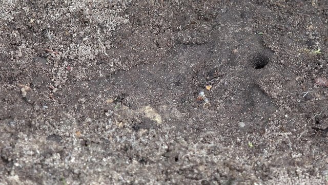 Ants carry the larvae to safety