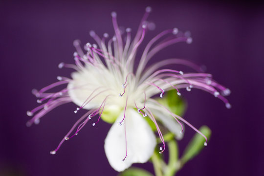 fiore del cappero