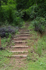 Hiking trail in the woods