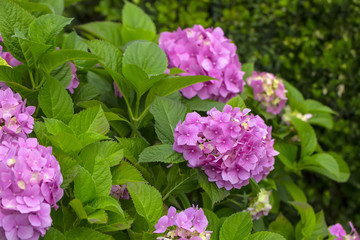 Hydrangea flowers in a garden