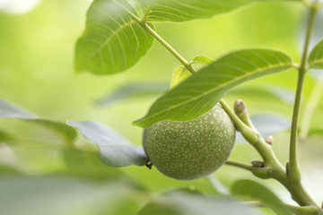 Walnuts keep up on a tree