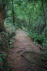 Hiking trail in the woods