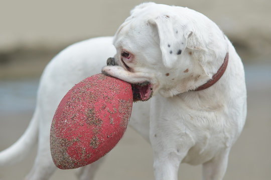 Padigree Dog With Red Ball