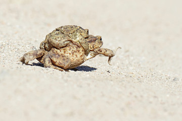 Common toad bufo bufo