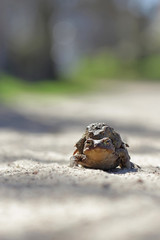 Common toad bufo bufo