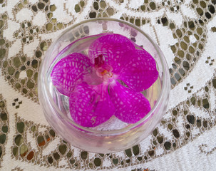 pink orchids decoratation