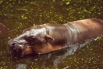 Fototapeta premium Hippopotamus, animals, mammals and herbivorous.