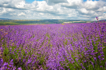 Naklejka premium Big field of the blossoming lavender in summer day