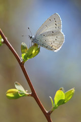 Holly Blue (Celastrina argiolus)