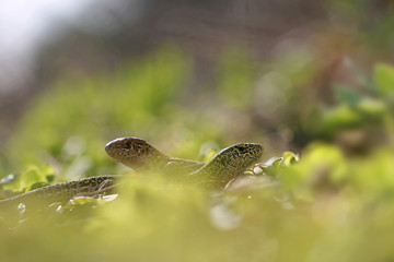 Sand lizards (Lacerta agilis)