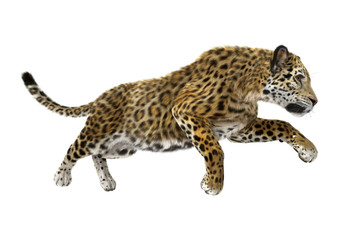 Big Cat Jaguar