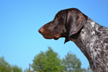 German shorthaired pointer half face in front of the sky wet after swimming