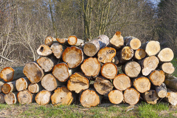 Pile of wood logs in forest.