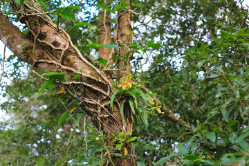 Orchids in the Rainforest