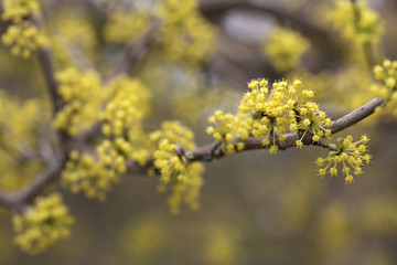Flowering dogwoods - Cornus mas , Cornelian cherry, European cornel