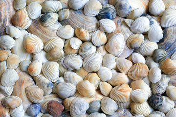 seashells background