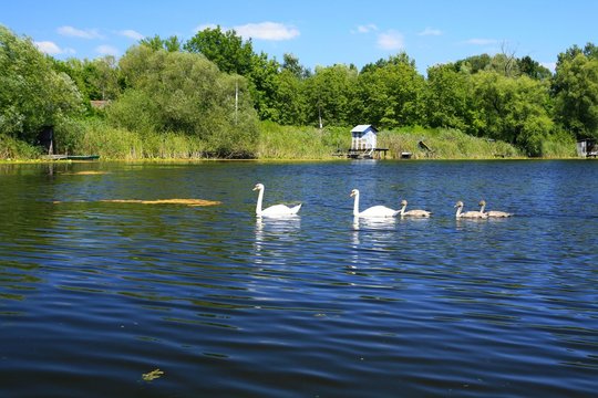 Swans family 