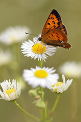 Common fleabane, Erigeron with butterfly Scarce Copper , Lycaena virgaureae