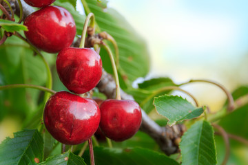 Organic cherries on a tree