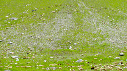 flock of cheep enjoy eatting after rain stop, sonamarg, India