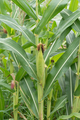 Obraz premium Corn on the tree.