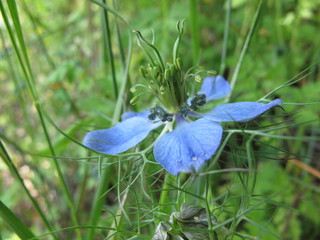 blaue frühlingsblume 
