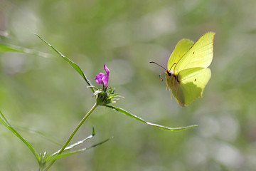 Common Brimstone 