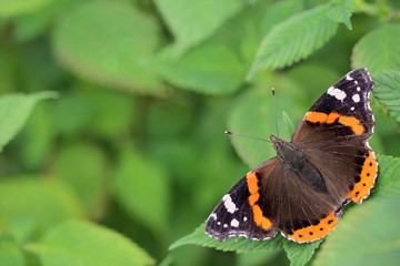 Fototapeta na wymiar Red Admiral butterfly (Vanessa atalanta) - perfect selective focus