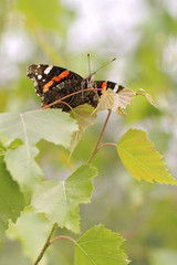 Red Admiral butterfly (Vanessa atalanta) - perfect selective focus