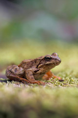 Common frog