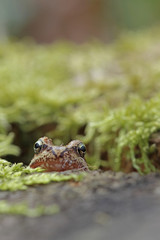 Common frog